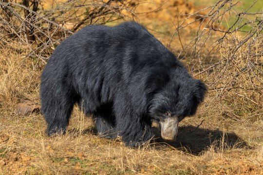 Slith bear on the grass