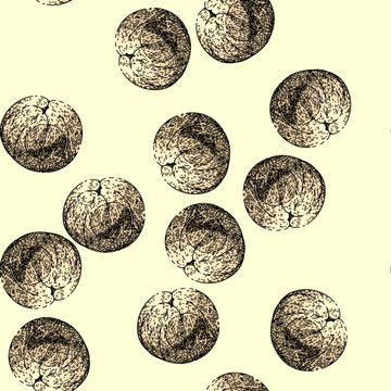 pattern healthy longan fruit hand drawn. organic ripe, fresh nature, plant tropical healthy longan fruit vector sketch illustration