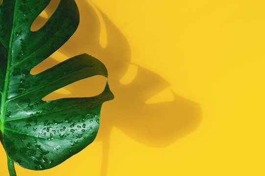 Tropical monstera leaf with contrast shadow on a yellow wall background. Creative summer flat lay concept