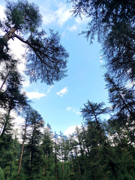 trees under the blue sky 
