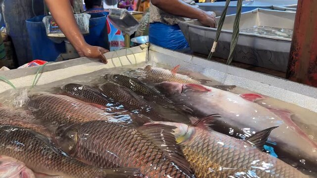 Fish Seller Preparing and Arranging Fresh Fish