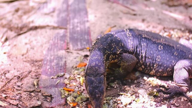 The monitor lizard sits and eats under the trees and sticks out its tongue. A giant lizard walks along the sandy beach of Komodo National Park in Indonesia. Komodo dragon Varanus komodoensis.
