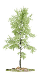 Fine-foliaged birch tree with a stone-bordered grass patch, isolated on a transparent background...