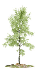 Elegant birch tree growing from a stony turf mound, isolated on a transparent background for easy...