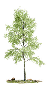 High-detail green birch tree situated on rocky turf, pre-cut on a transparent background for 3D architectural collages