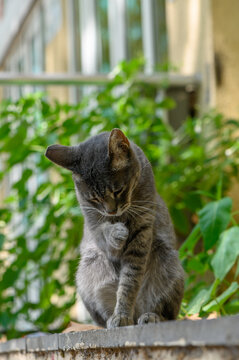 Curious cat calmly grooming itself on a warm sunny day in a vibrant garden