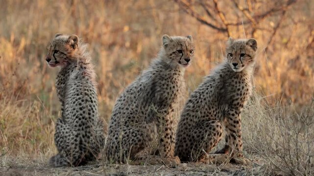  Cheetah cubs calling for their mother.