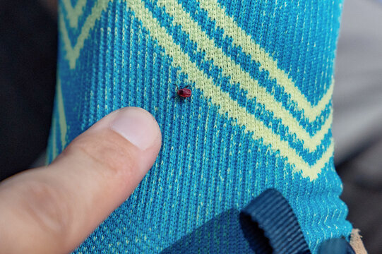 Tick crawling on a blue hiking sock, representing pest awareness and outdoor safety during nature activities