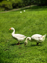 White geese with orange beaks on lush green grass © Rija