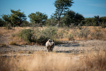 Black rhinoceros walking in dry savanna landscape © EDER