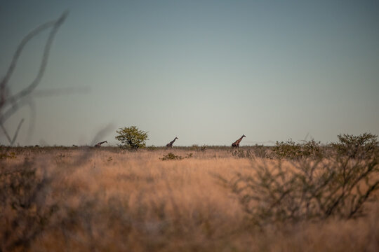 Giraffes walking through the savanna in Etosha National Park Namibia