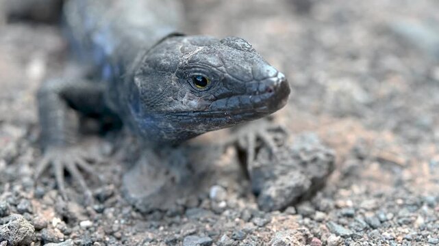 Macro Close-Up of Tenerife Lizard Face, Canary Islands