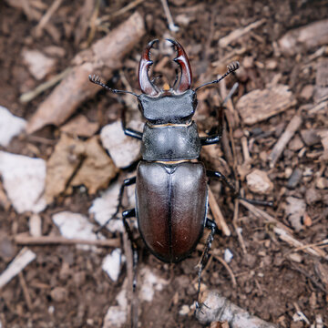 Male stag beetle with dramatic mandibles resting on forest floor debris in a close-up overhead macro shot.