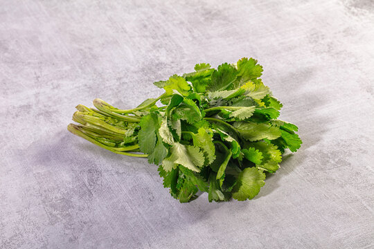 Fresh bunch of green cilantro herb on a gray textured background