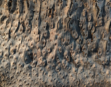 Background texture of old dead oil palm tree trunk with rough dotted and cracked pattern