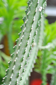 African Milk Tree,  Euphorbia Trigona or cactus or Euphorbiaceae