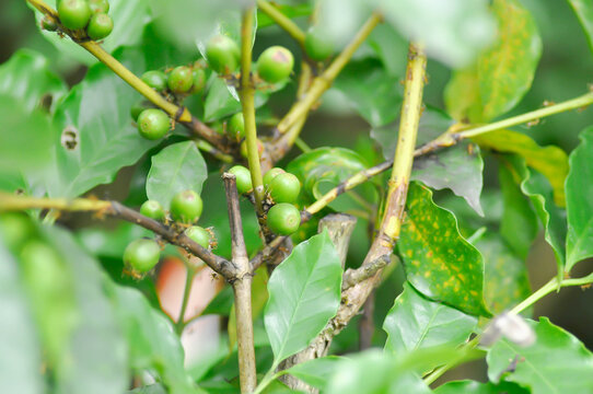 coffee cherry or coffee bean or coffee seed ,coffee beans or coffee plant
