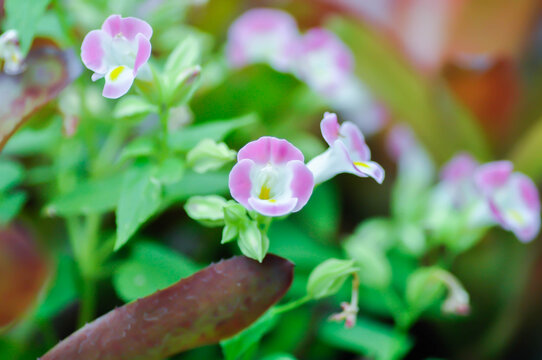 Torenia fournieri Lindl, Scrophulariaceae or Wishbone flower or Bluewings or Torenia or pink flower
