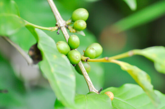 coffee cherry or coffee bean or coffee seed ,coffee beans or coffee plant