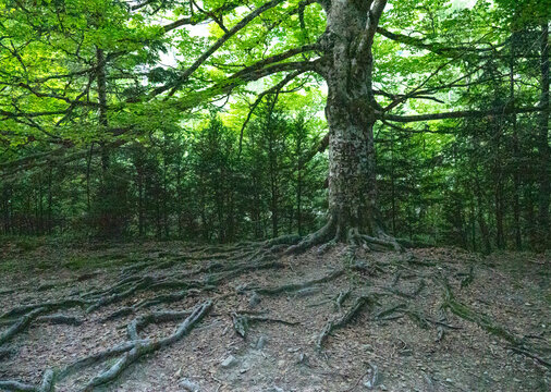 Ancient beech tree with exposed roots in Ordesa Valley, Huesca, Spain