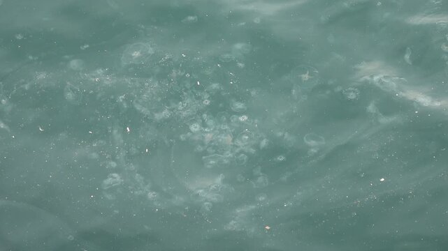 Istanbul, Turkey - February 29, 2024: Viewing pollution and jellyfishes in Golden Horn bay
