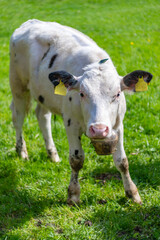 Cow at meadow. Cow herd grazing at farming pasture in green field. Graze in pasture. Cow in countryside. Domestic animal graze on summer farm. Rural landscape with cattle. Cows in mountain field © be free