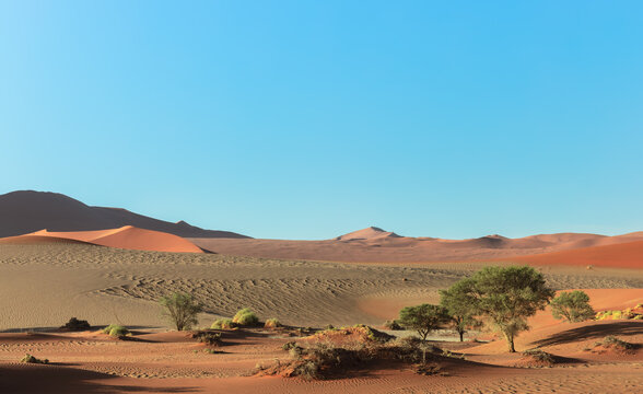 Oasis in the red desert dunes 