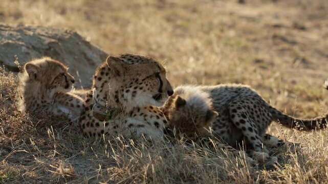  a cheetah with two of her cubs close-up