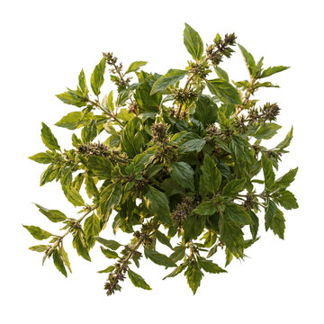 Dynamic falling arrangement of fresh Ocimum basilicum sprigs isolated on a transparent background
