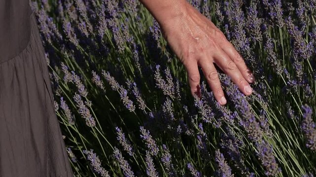A hand touching a lavender field.
A woman's hand gently touches blooming purple lavender flowers in a field on a sunny day, close-up.