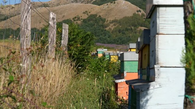 An apiary and hives in the mountains.
A row of colorful wooden hives stands in a field on a sunny day against a backdrop of green hills and mountains.