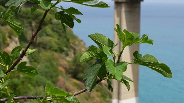 A green fig tree branch against the backdrop of the sea and a bridge. Close-up of the branch against the blurred blue sea and concrete bridge. Calabria.