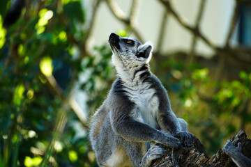 Naklejka premium A gray lemur sits upright on a tree branch surrounded by lush green foliage, creating a natural wildlife portrait suitable for travel, education, editorial, and conservation content.