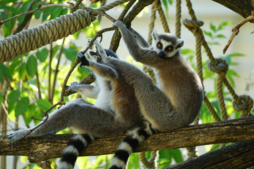Naklejka premium Two ring-tailed lemurs interact on a tree branch surrounded by ropes and green foliage, capturing playful primate behavior in a zoo setting in Vienna.