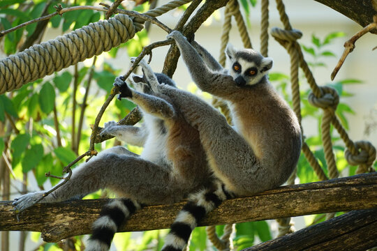 Two ring-tailed lemurs interact on a tree branch surrounded by ropes and green foliage, capturing playful primate behavior in a zoo setting in Vienna.