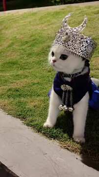 Cute white kitten dressed in a traditional Hmong ethnic costume with silver headwear on green grass