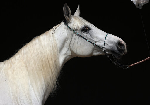 Arabian horse portrait of a white mare with jewelry bridle in dark background