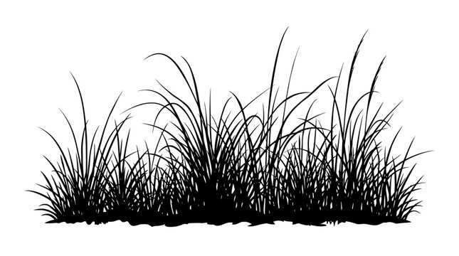 Cad tree lines Tall grass silhouettes set, wild meadow ornamental plants, black nature vegetation outline on white background, landscaping decoration elements vactor
