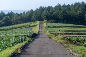 夏の嬬恋村のキャベツ畑と農道 © officeU1