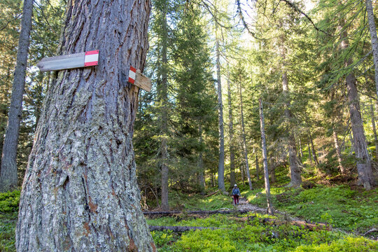 Trail markers guiding a hiker through an Alpine forest