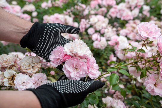 Woman hand holding bunch of soft pink roses in sunny garden. Beautiful nature floral scene