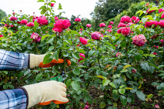 Woman pruning light pink roses with garden shears in blooming yard, floral gardening and care hobby