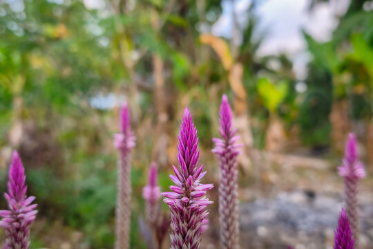 Purple celosia spicata flowers blooming in garden outdoors
