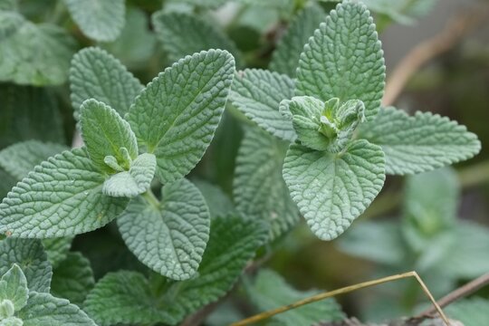 Fresh catnip plant leaves, Nepeta cataria, growing in a lush green garden setting, captured in natural daylight