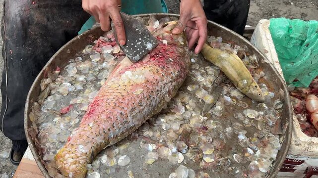 Fresh Raw Fish Cleaning Process in Seafood Market Kitchen, Traditional Fish Preparation, Hygienic Food Processing, Commercial Seafood Cutting Footage
