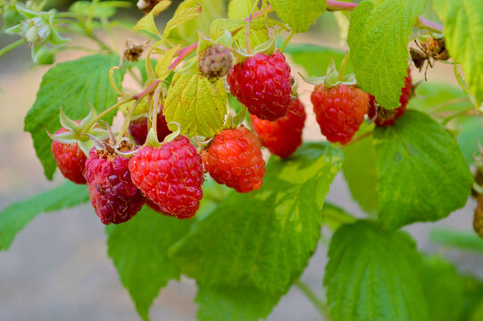 Vibrant ripe red raspberries hanging on a lush green bush in a summer garden, showcasing fresh organic fruit ready for harvest