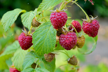 Fresh ripe red raspberries growing on the vine with lush green leaves in a sunny summer garden, showcasing natural organic berry harvest © TannySolt