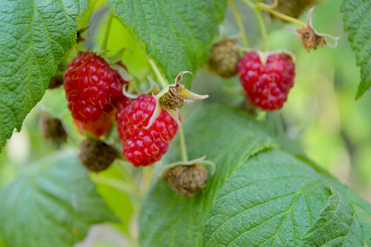 Close-up of vibrant ripe red raspberries growing on a lush green raspberry bush with unripe green fruits and broad leaves in a summer garden