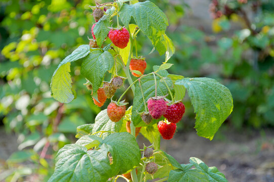 Vibrant red and orange raspberries in various stages of ripeness growing on leafy green branches in a bright sunny garden