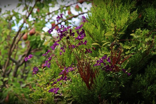 Purple Clematis Flowers with Pear Tree in Garden